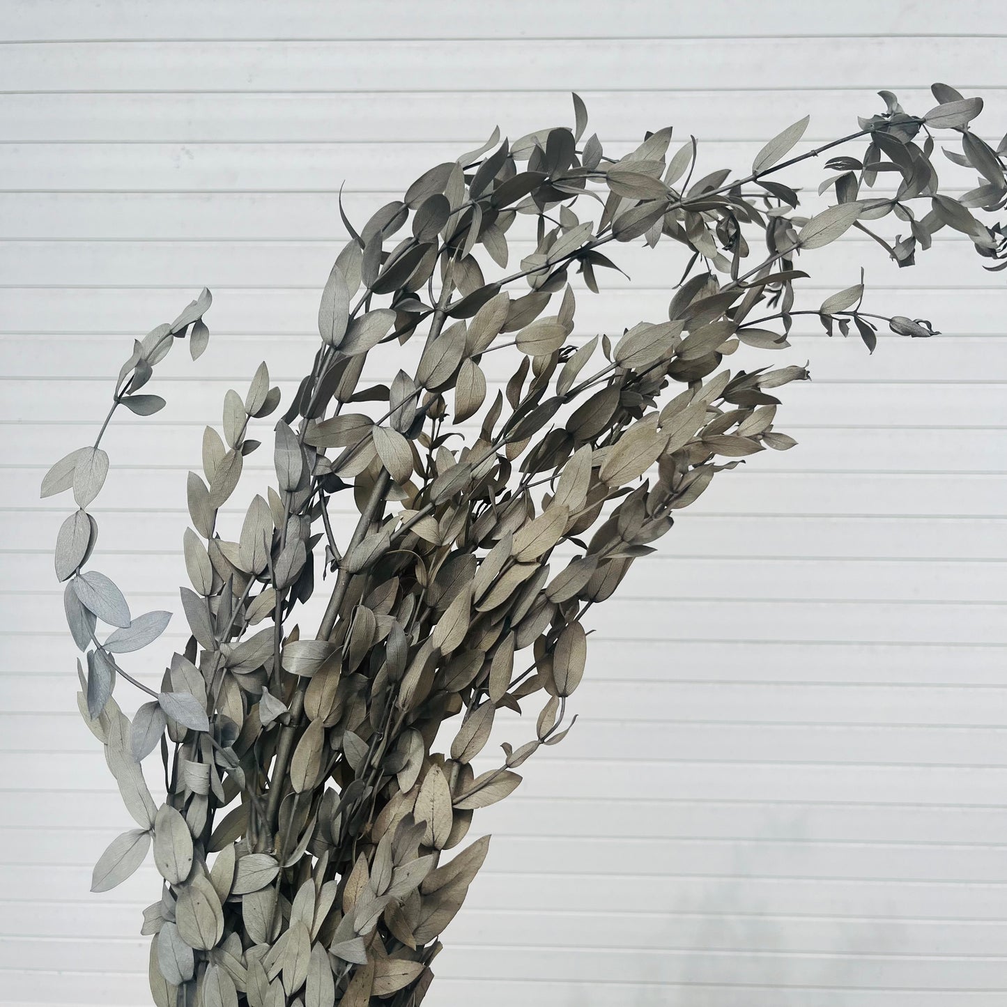 ✿ 台灣現貨 ✿ PL004s DL004s 細葉尤加利 小包