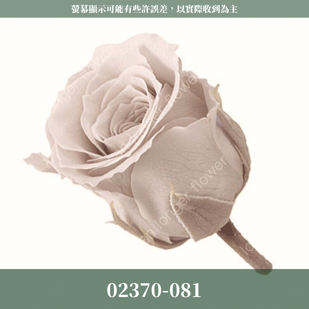 02370 日本迷你玫瑰