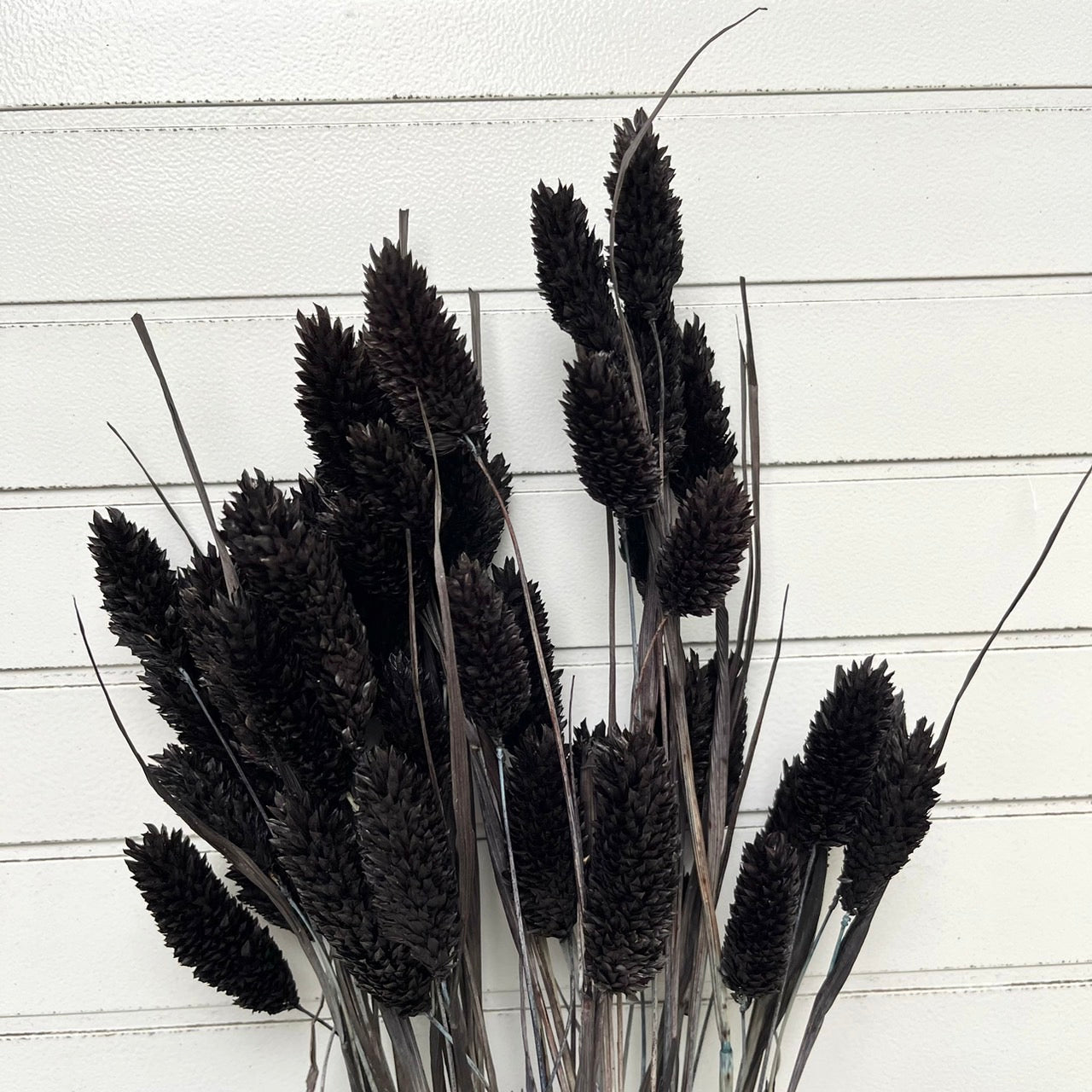 ✿ 台灣現貨 ✿  DA002S 加那利 小份量 寶石草 佳那利 加納利 小穗花