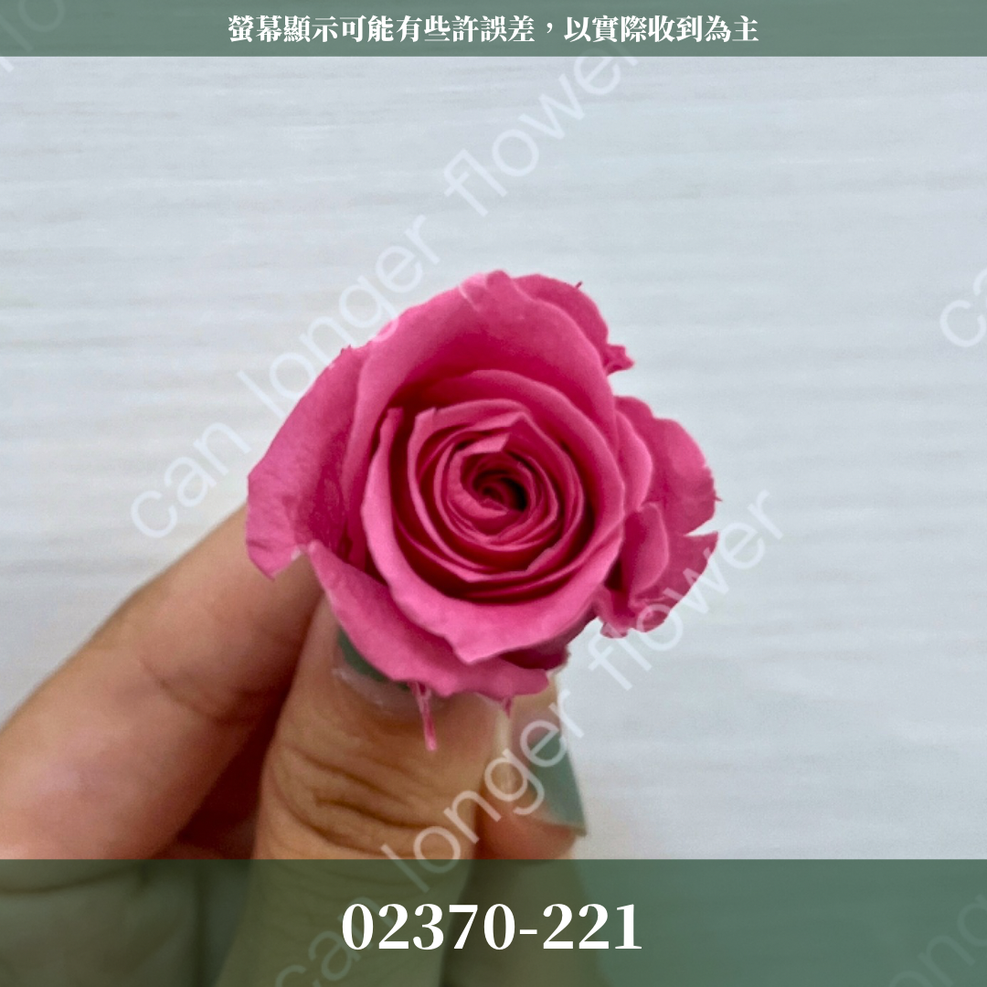 02370 日本迷你玫瑰