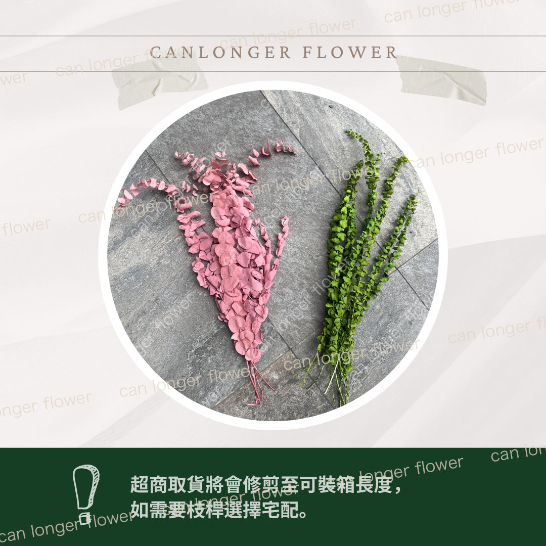 ✿ 台灣現貨 ✿ PL001s DL001s 寶貝尤加利 圓葉尤加利 小包