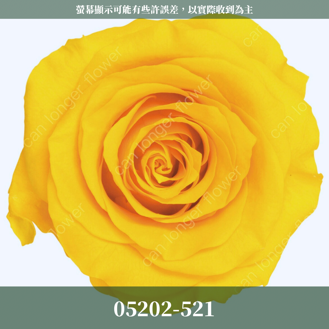 【台灣現貨】花大伯 05202 日本大地農園 大玫瑰 9朵裝 原裝 款式色彩齊全 永生玫瑰 不凋玫瑰