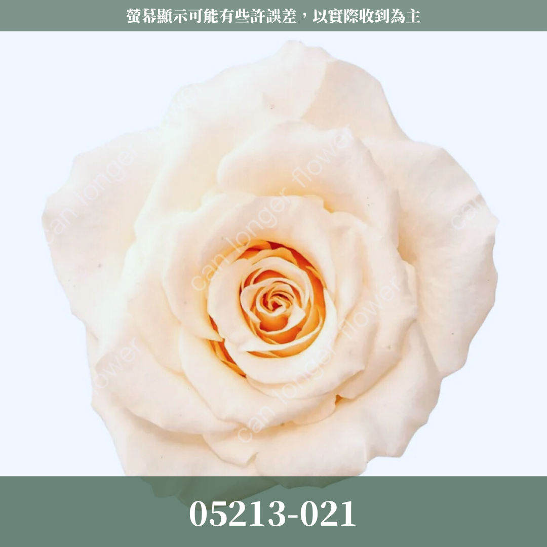 05213 滿開玫瑰