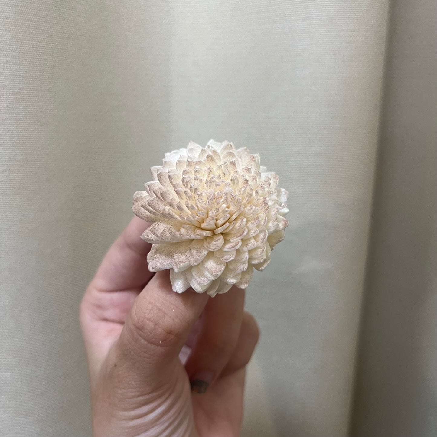 ✿ 台灣現貨 ✿ S-F 索拉花 4CM 通草花 擴香花 國王菊 菊花