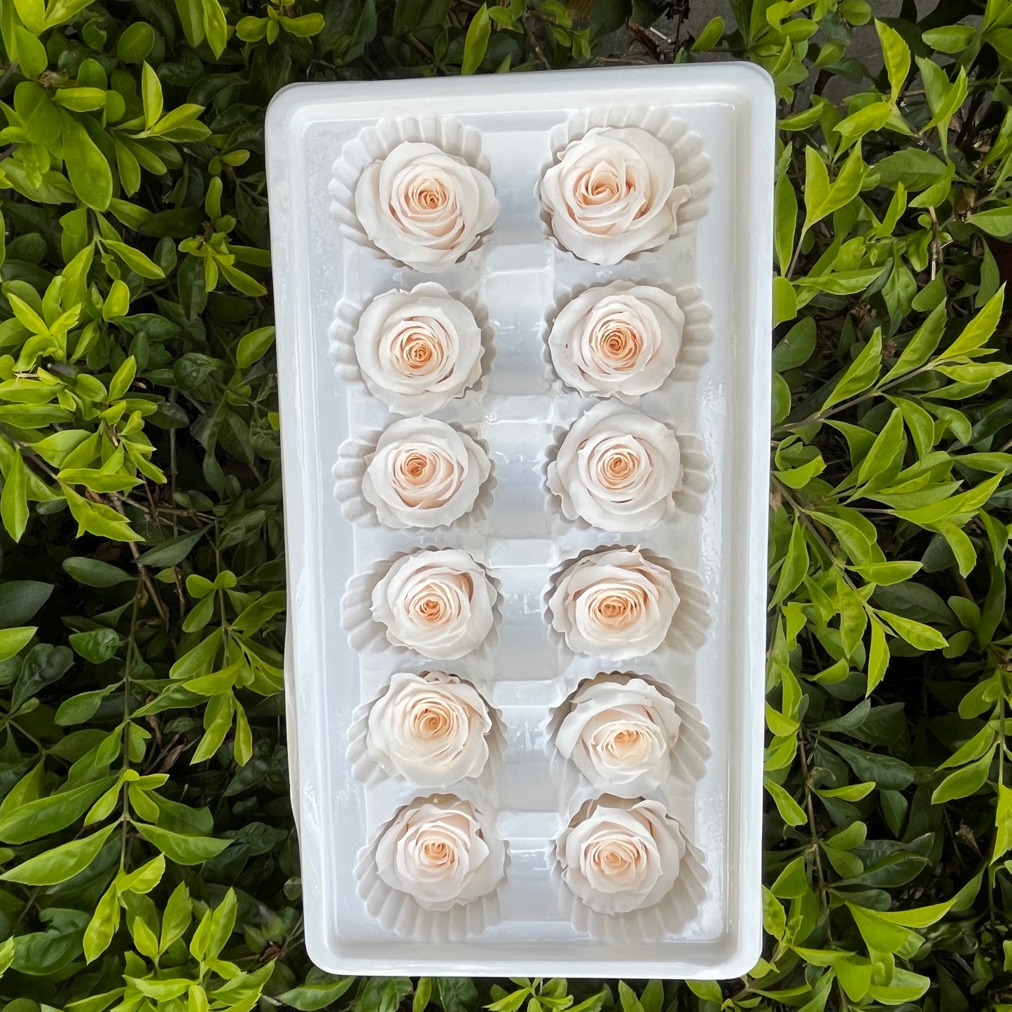 R12 十二輪玫瑰
