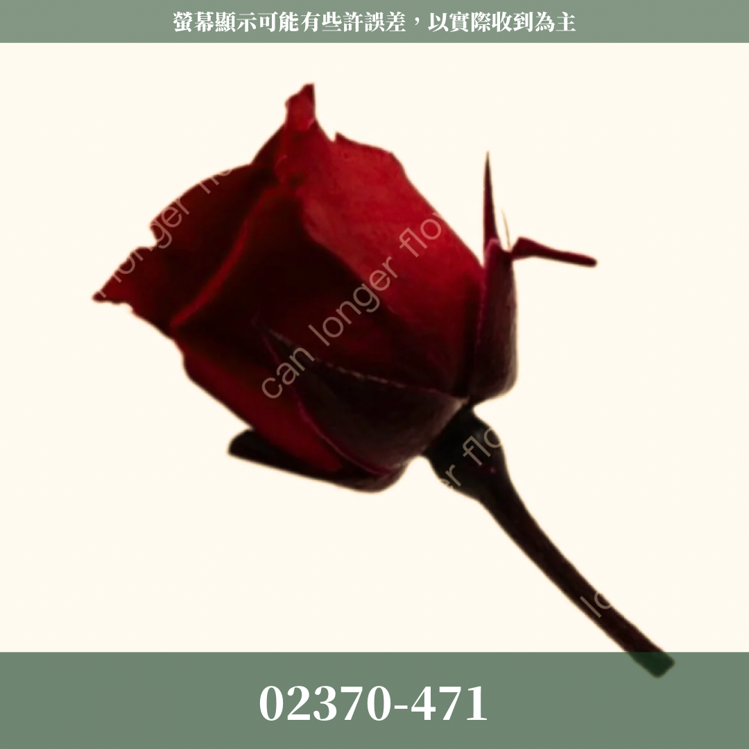 02370 日本迷你玫瑰