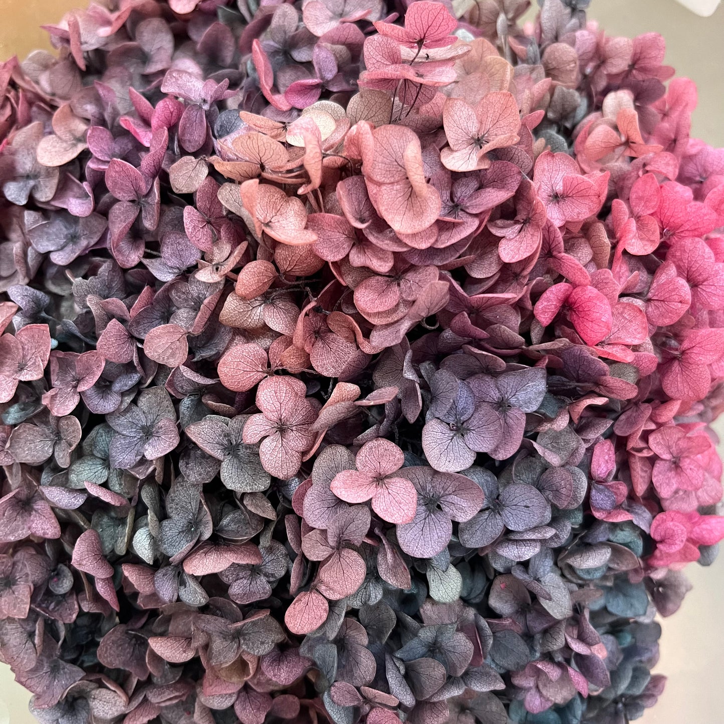 ✿ 台灣現貨 ✿ PF005-S 安娜繡球(約10克)盒裝 繡球 紫陽花