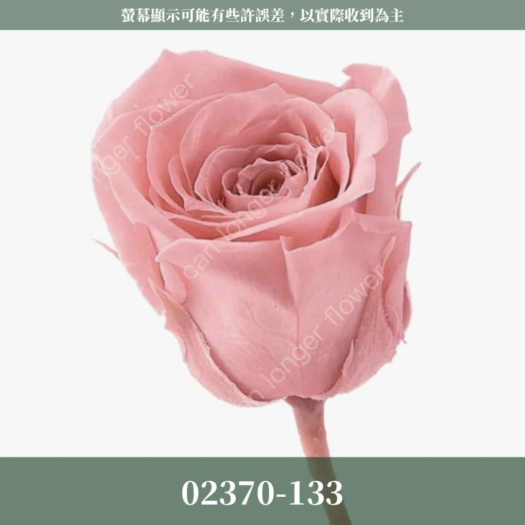 02370 日本迷你玫瑰