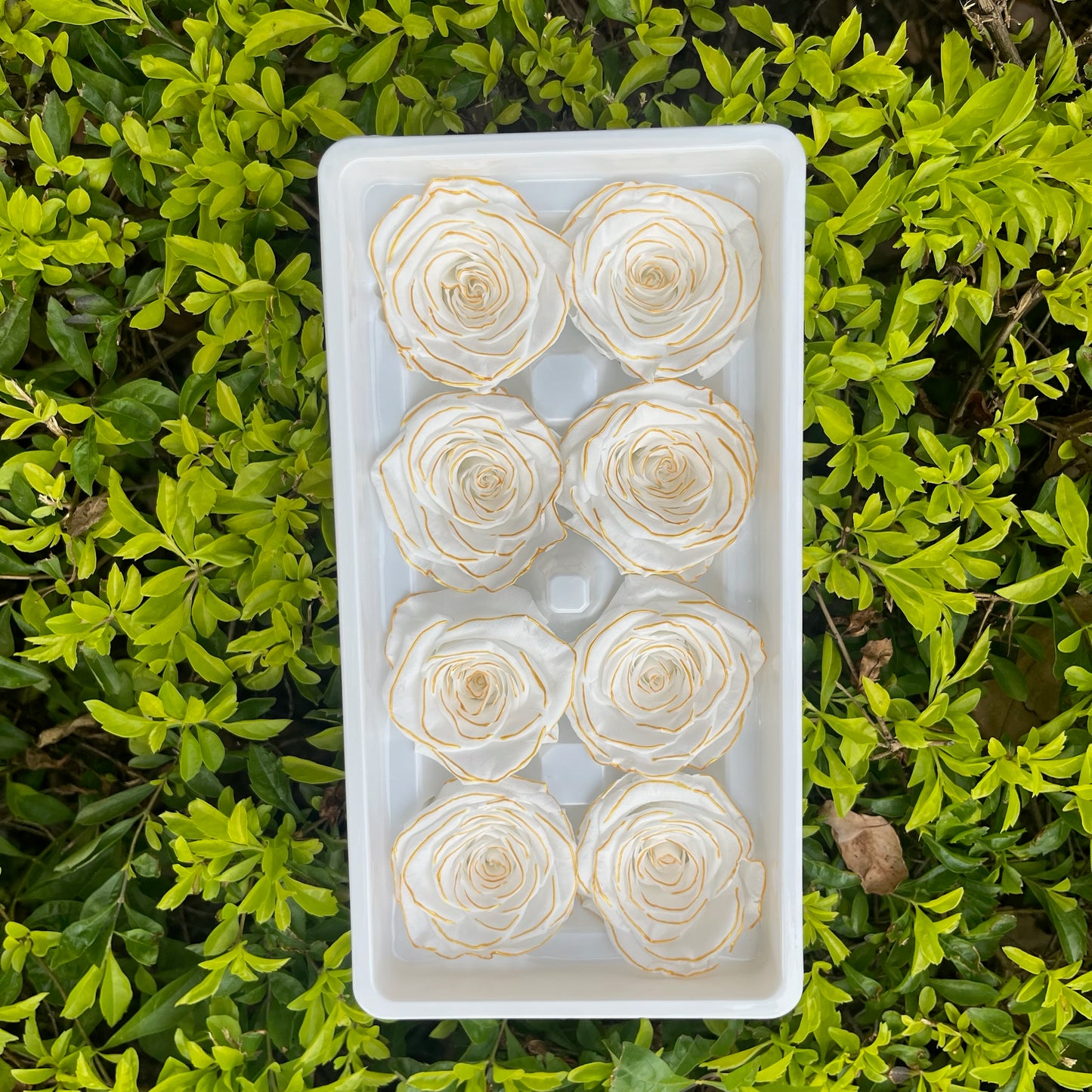 ✿ 台灣現貨 ✿ R08 永生玫瑰 4-5cm 原裝 8朵裝 永生花
