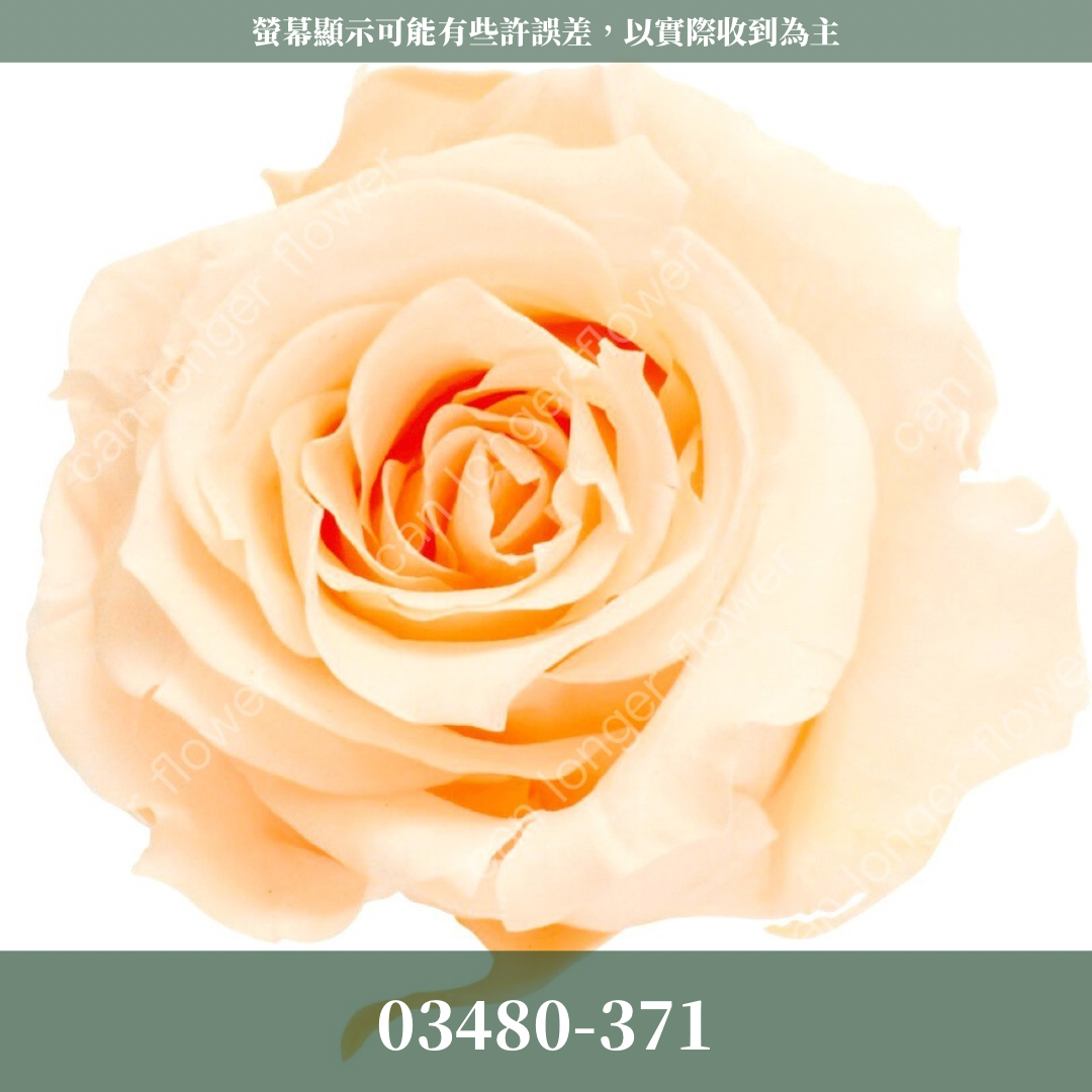 【台灣現貨】花大伯 03480 日本大地農園 中玫瑰 9朵裝 原裝 款式色彩齊全 永生玫瑰 不凋玫瑰