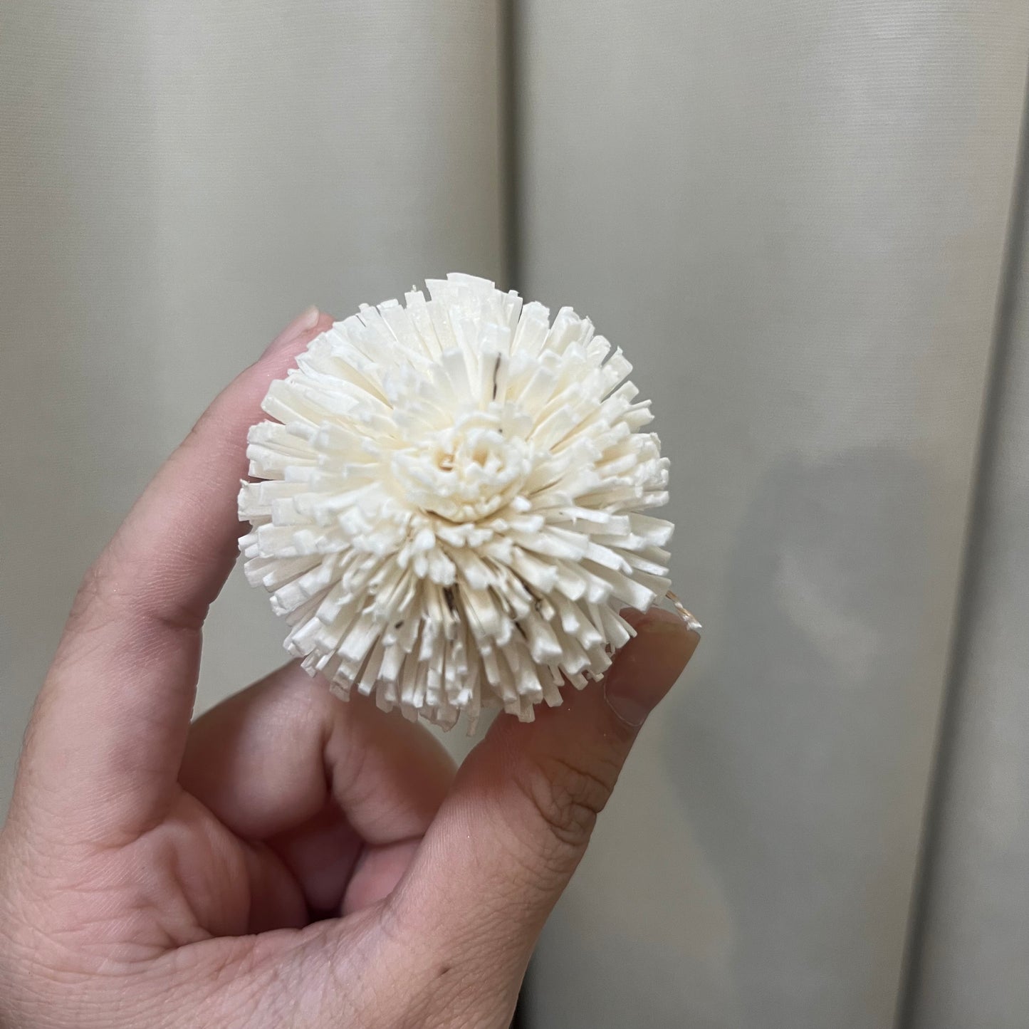 ✿ 台灣現貨 ✿ S-E 索拉花 5CM 通草花 擴香花 乒乓 乒乓球 乒乓菊 乒乓花型