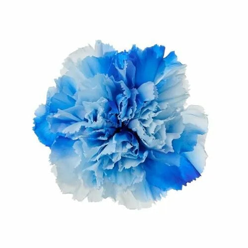 02180/02182 康乃馨5-6.5cm 8朵裝