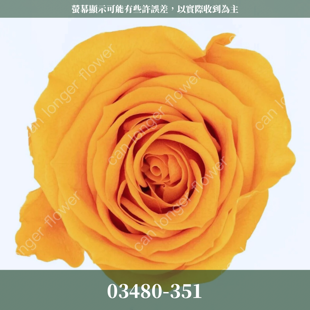 【台灣現貨】花大伯 03480 日本大地農園 中玫瑰 9朵裝 原裝 款式色彩齊全 永生玫瑰 不凋玫瑰