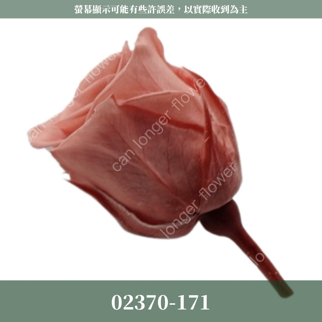 02370 日本迷你玫瑰