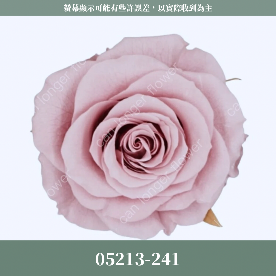 05213 滿開玫瑰