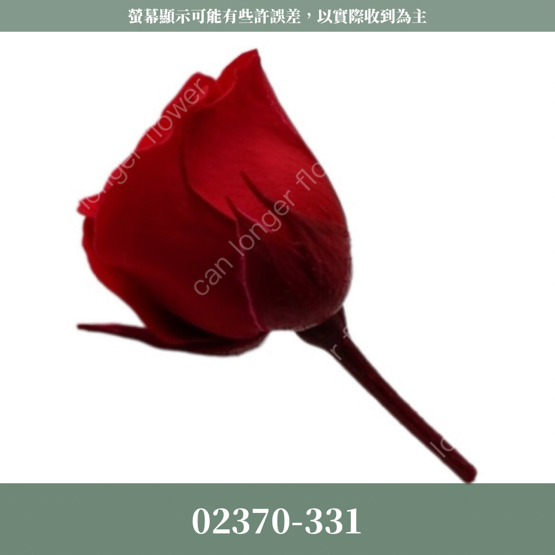 02370 日本迷你玫瑰