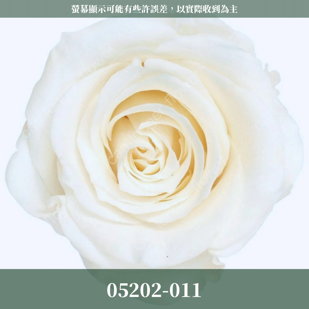 【台灣現貨】花大伯 05202 日本大地農園 大玫瑰 9朵裝 原裝 款式色彩齊全 永生玫瑰 不凋玫瑰