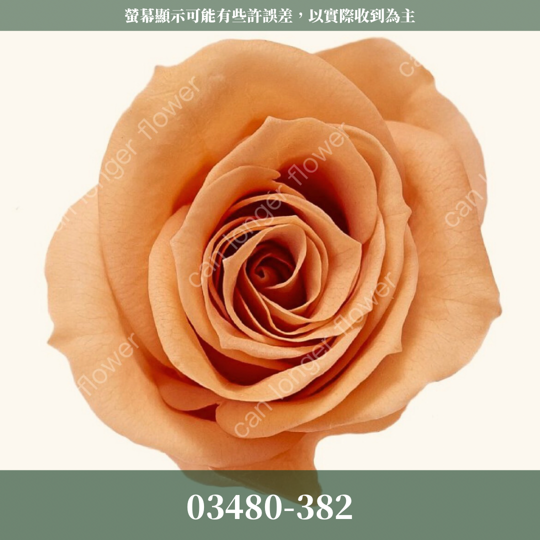 【台灣現貨】花大伯 03480 日本大地農園 中玫瑰 9朵裝 原裝 款式色彩齊全 永生玫瑰 不凋玫瑰