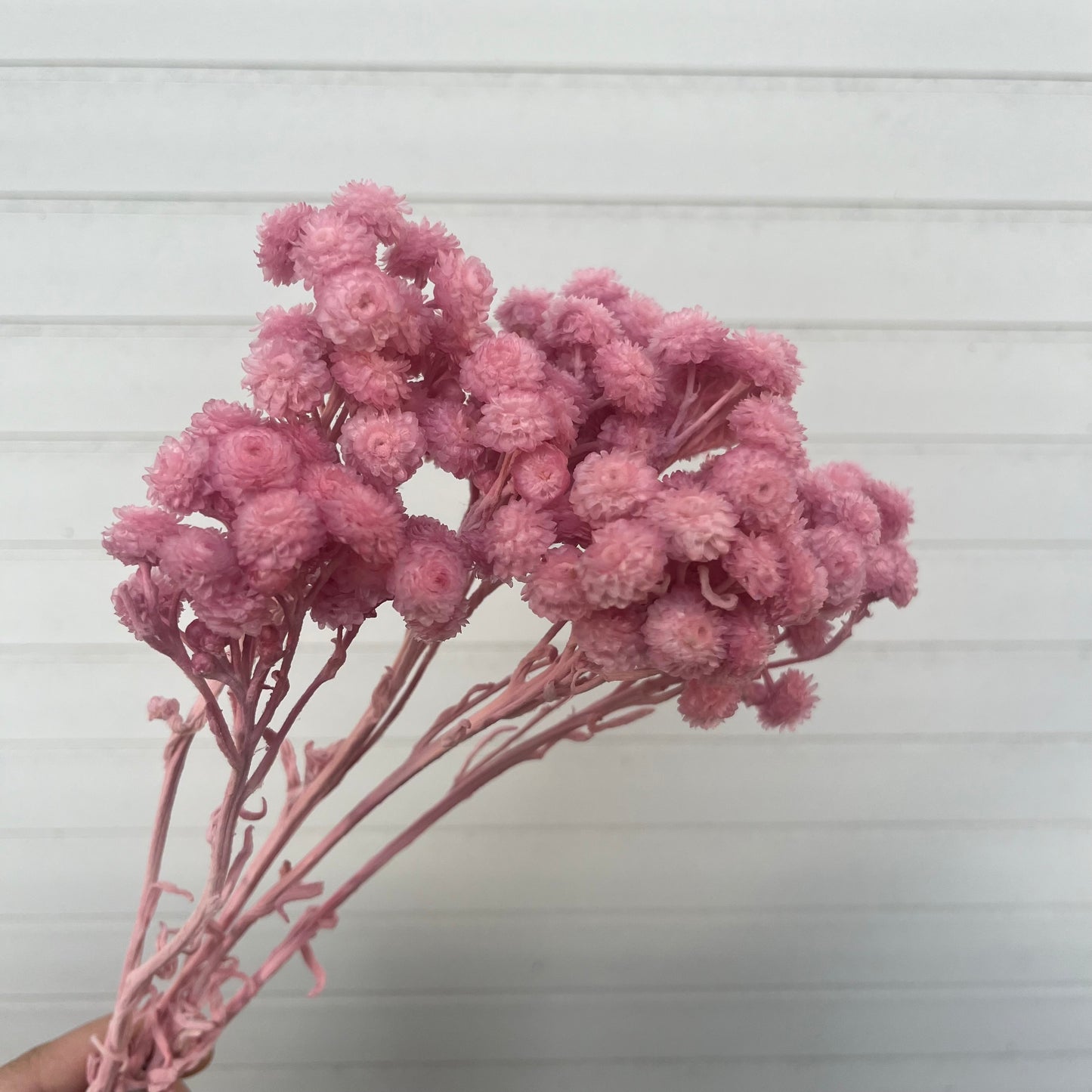 32052臘菊(約3克) 日本大地農園 小份量