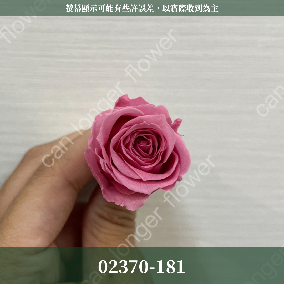 02370 日本迷你玫瑰