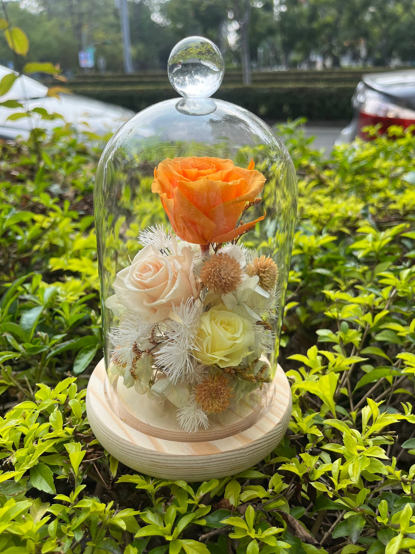 gift-g014永生花罩盅M