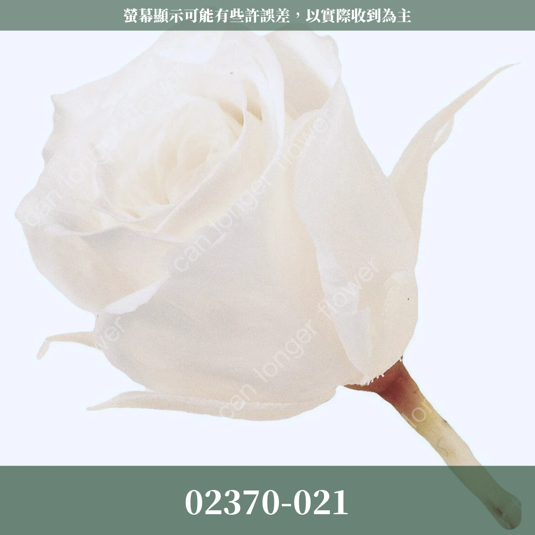 02370 日本迷你玫瑰