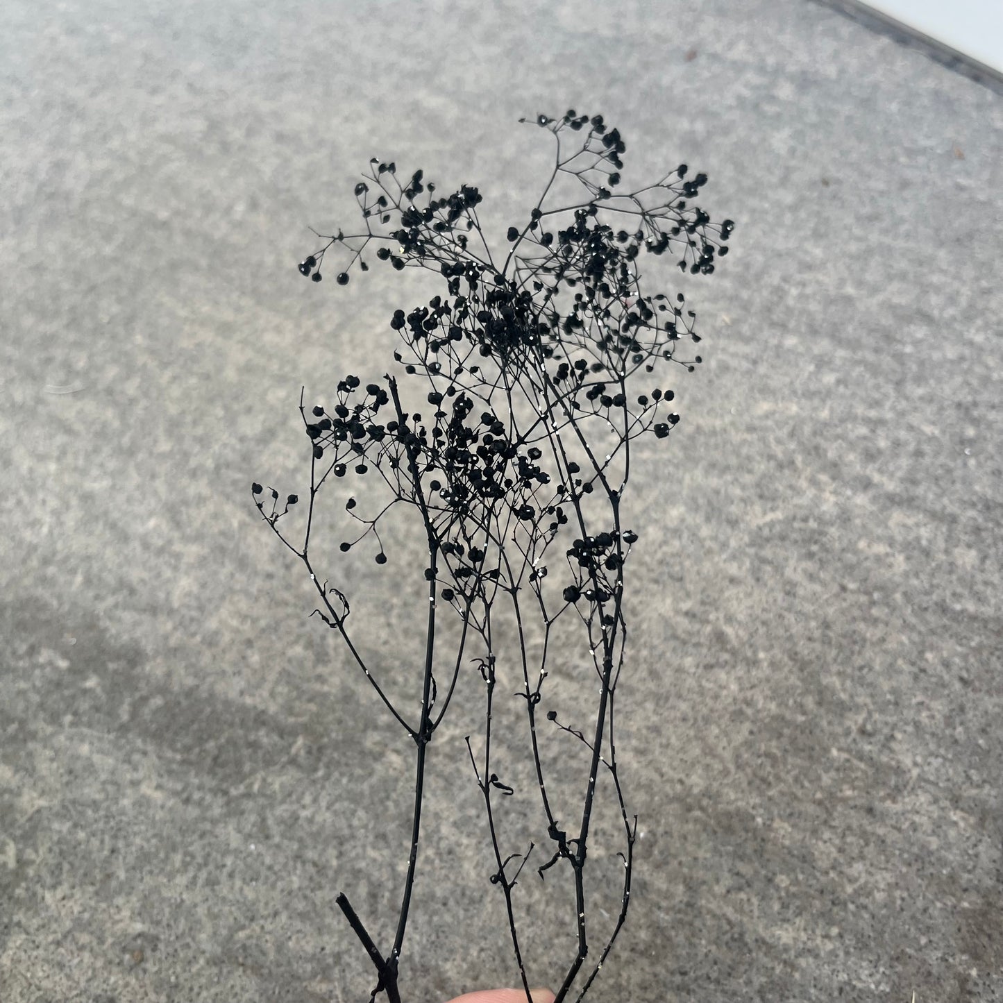 00015/00010迷你滿天星(漸層、亮片) 日本大地農園