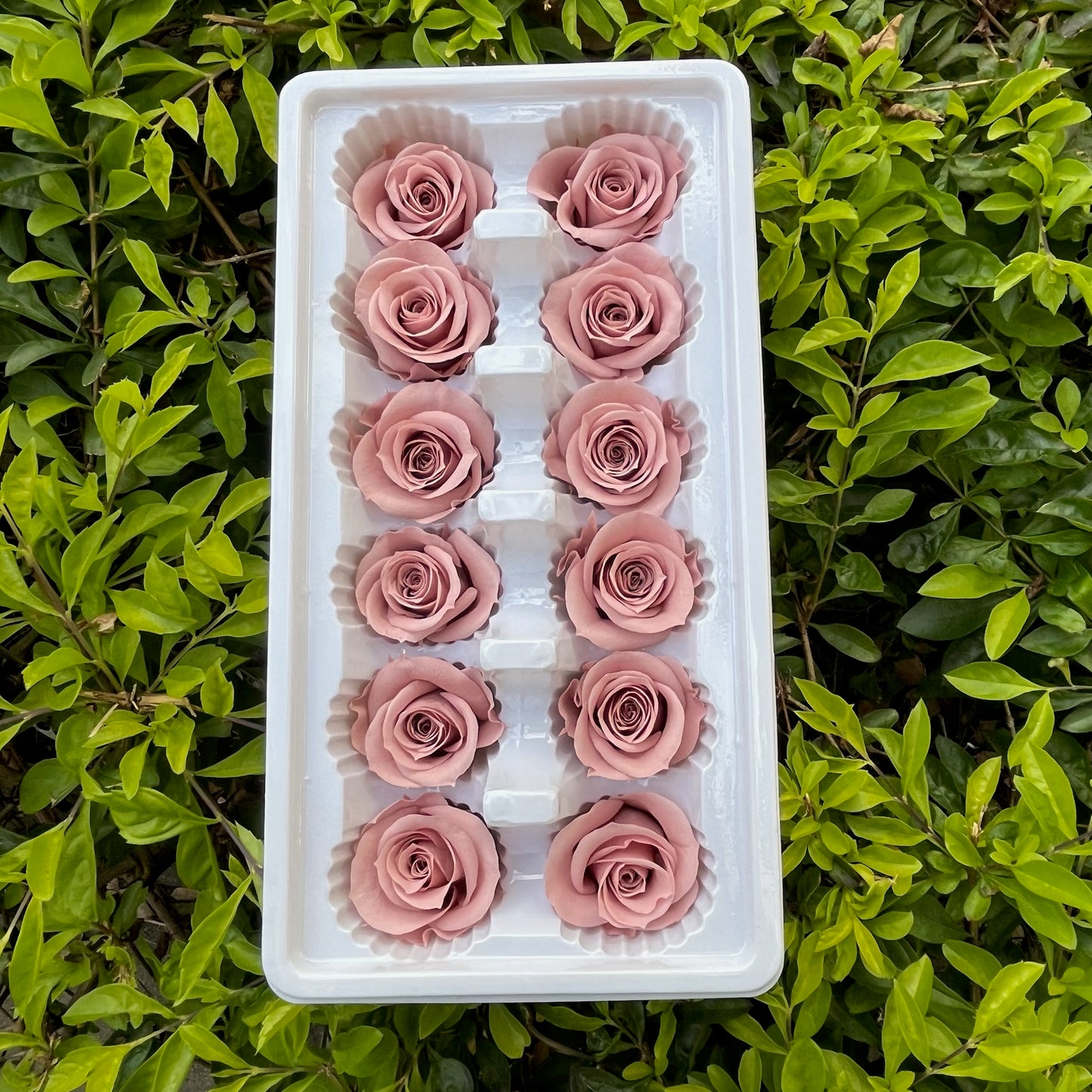 ✿ 台灣現貨 ✿R12 永生玫瑰 3~4cm玫瑰 A級 12朵裝 永生花 不凋花