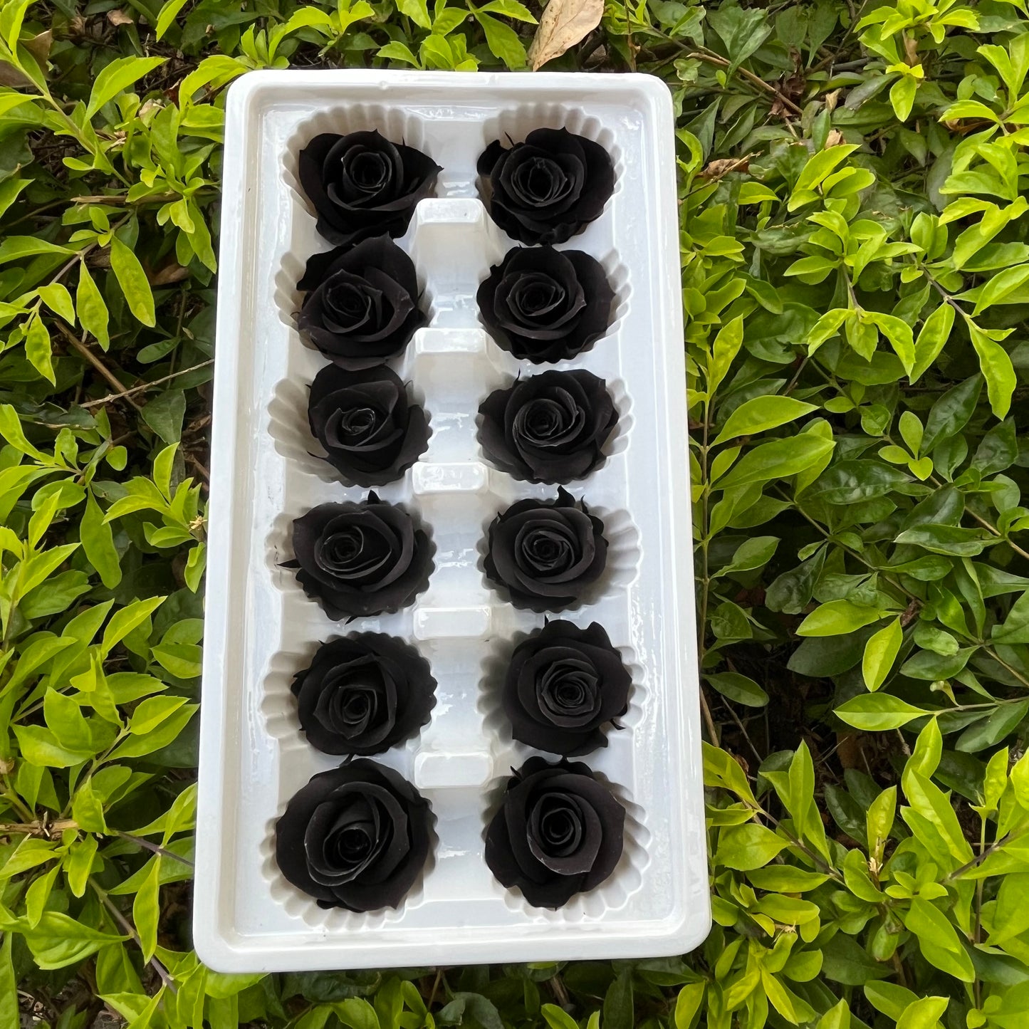 R12 十二輪玫瑰