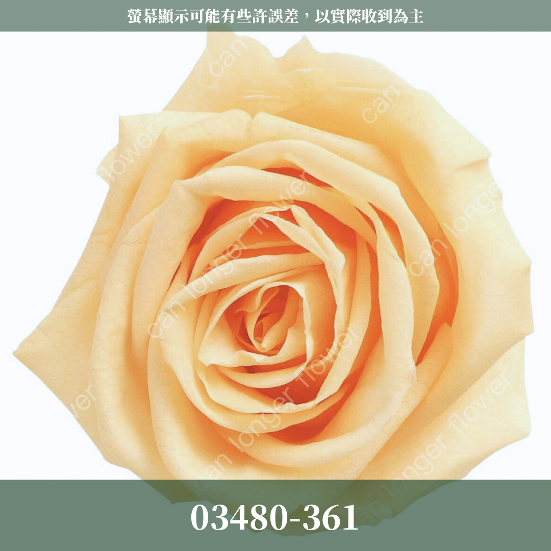 【台灣現貨】花大伯 03480 日本大地農園 中玫瑰 9朵裝 原裝 款式色彩齊全 永生玫瑰 不凋玫瑰