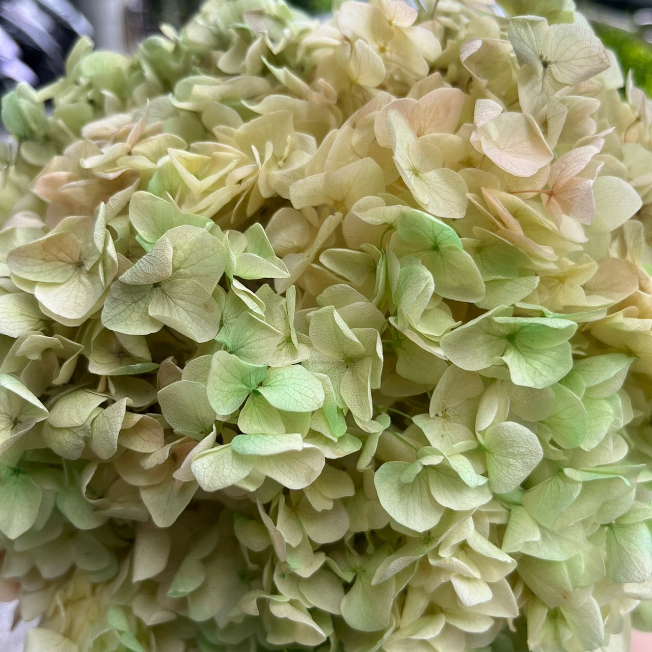 ✿ 台灣現貨 ✿ PF005-S 安娜繡球(約10克)盒裝 繡球 紫陽花