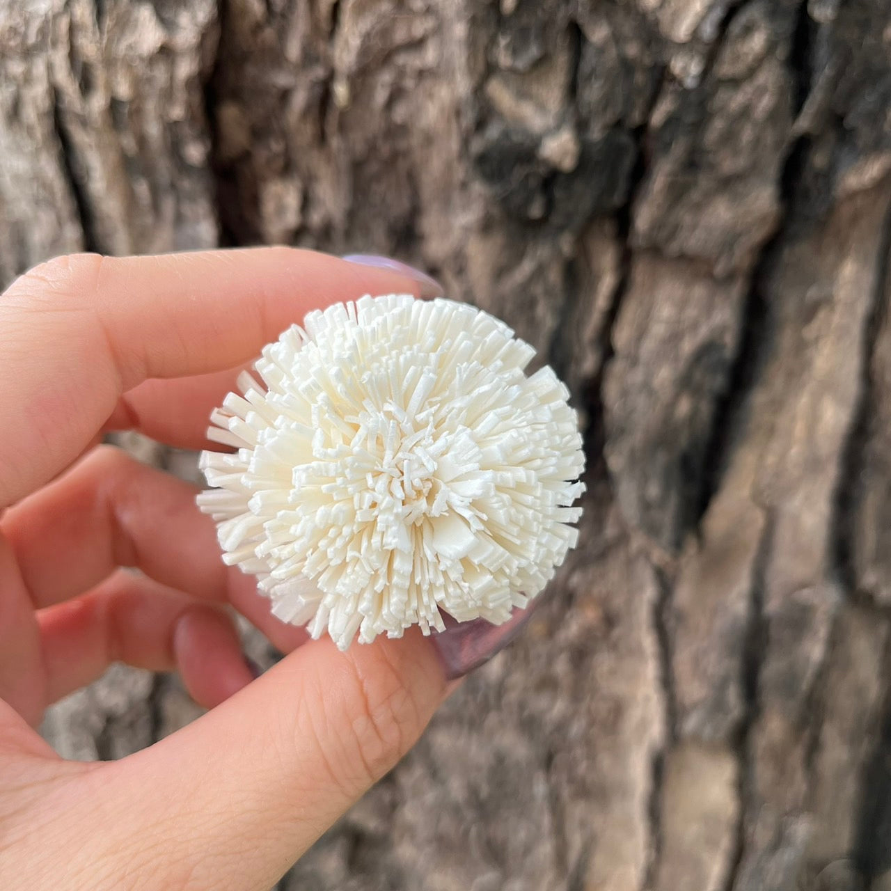 ✿ 台灣現貨 ✿ S-E 索拉花 5CM 通草花 擴香花 乒乓 乒乓球 乒乓菊 乒乓花型