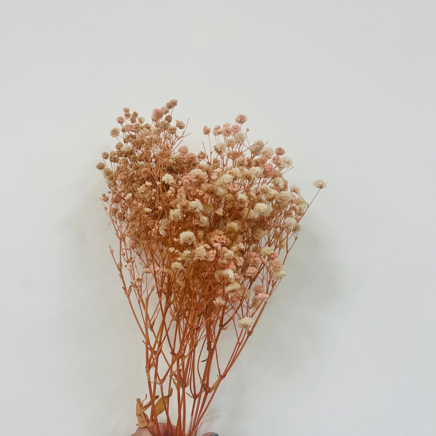 pf001S滿天星 夢幻星 永生花 小份量 捧花胸花 桌花花束 不凋花 手作DIY材料