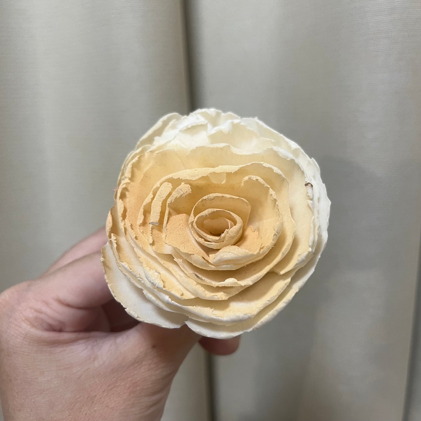 ✿ 台灣現貨 ✿ S-R 索拉花 6CM 通草花 擴香花 波斯 波斯菊 波斯玫瑰