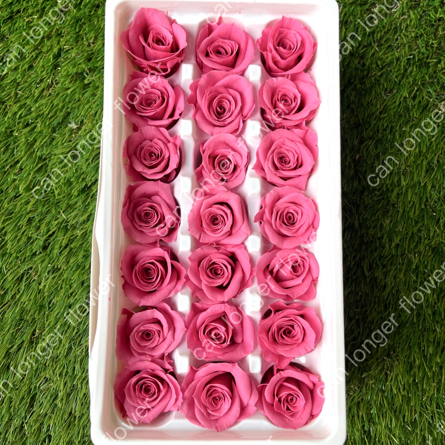 R21 二十一輪玫瑰