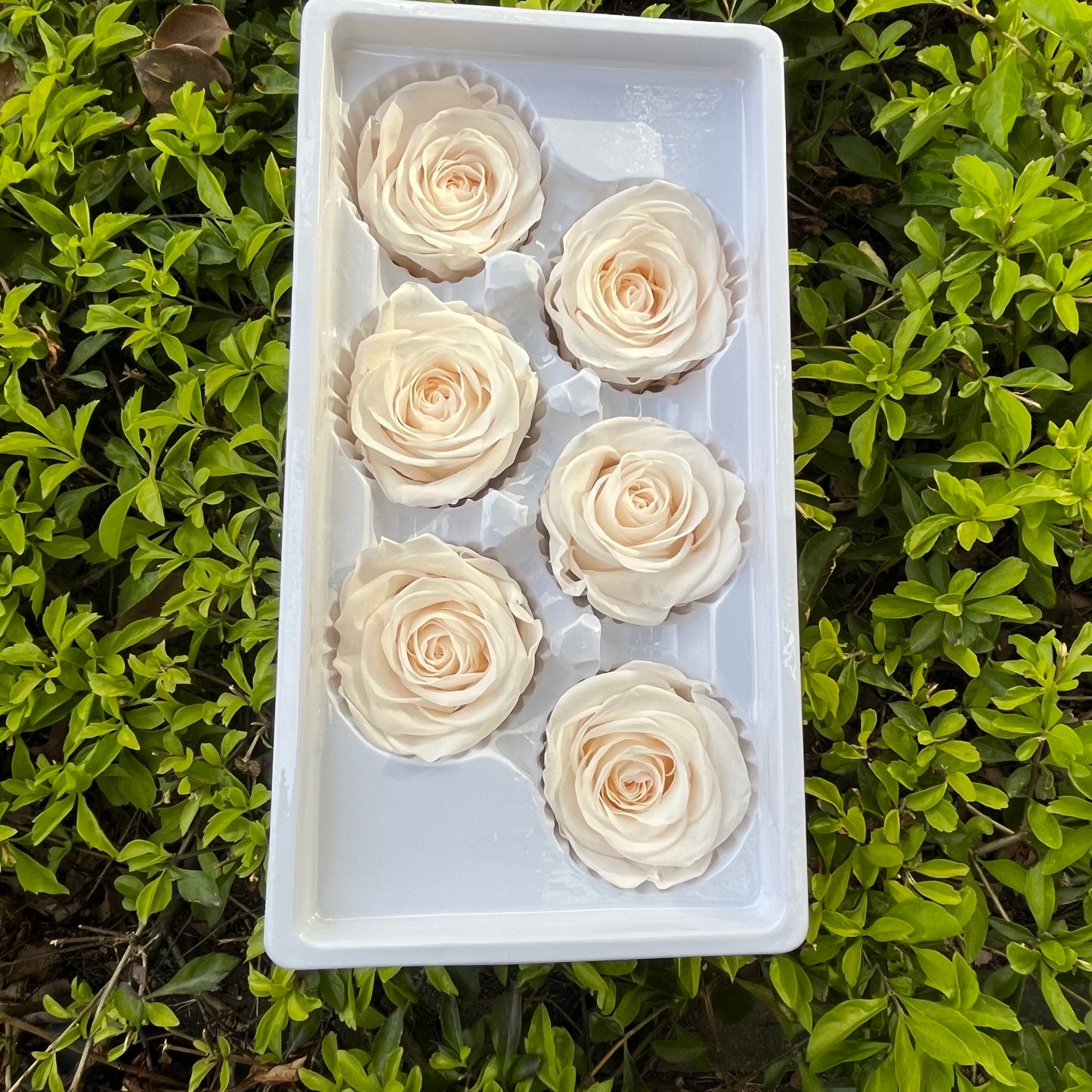 R06 六輪玫瑰