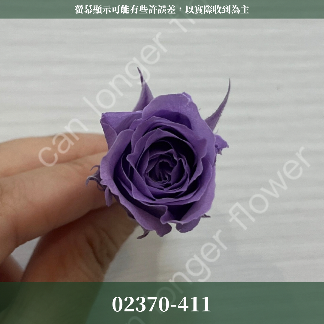 02370 日本迷你玫瑰