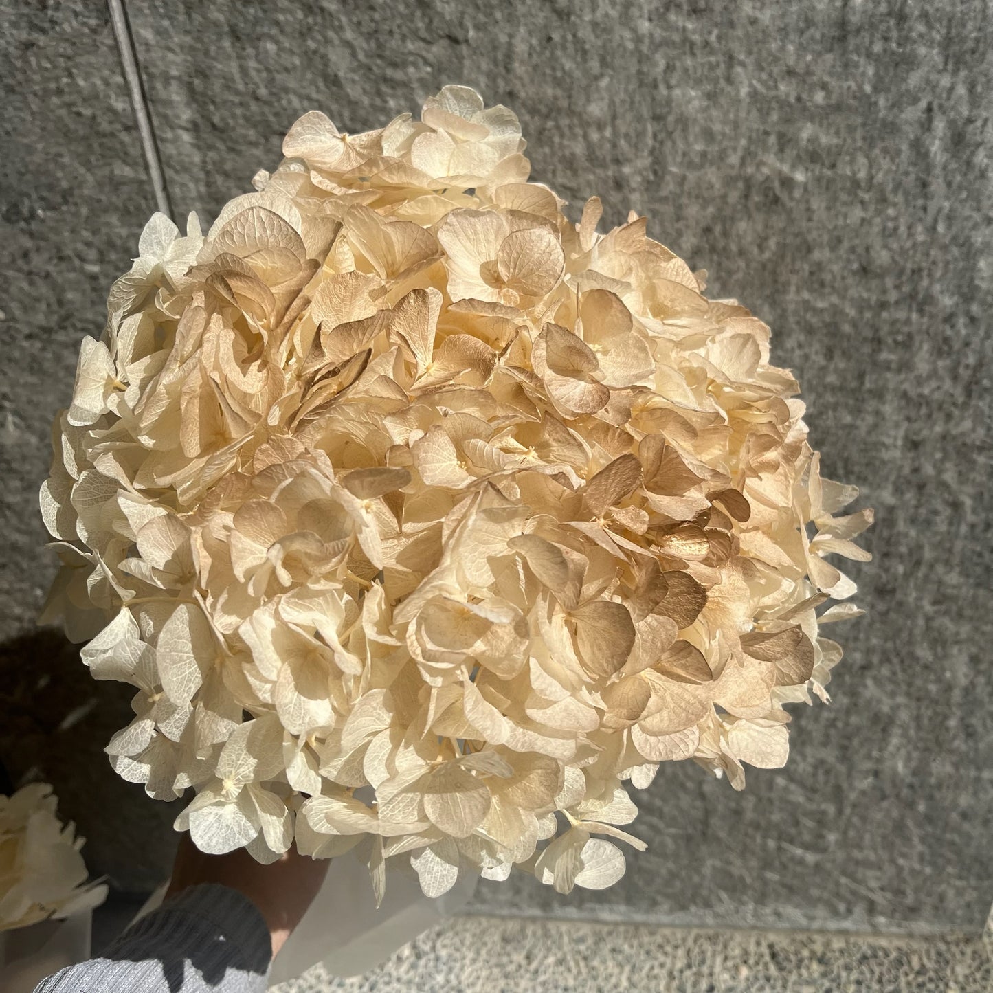 ✿ 台灣現貨 ✿ PF005BS大葉繡球(10克) 盒裝 紫陽花 夢幻漸變繡球 永生花 小份量 DIY花材 花藝