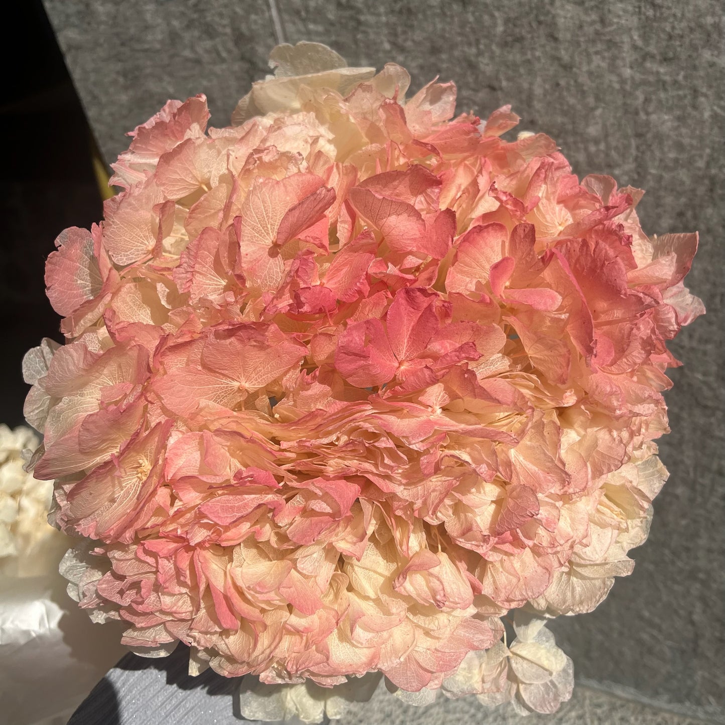 ✿ 台灣現貨 ✿ PF005BS大葉繡球(10克) 盒裝 紫陽花 夢幻漸變繡球 永生花 小份量 DIY花材 花藝