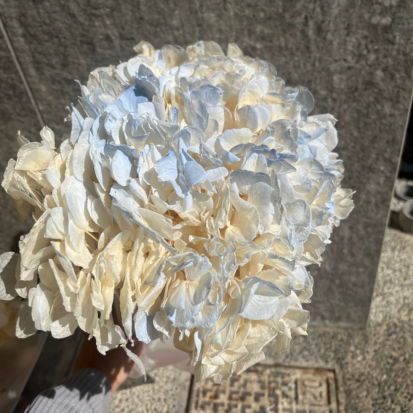 ✿ 台灣現貨 ✿ PF005BS大葉繡球(10克) 盒裝 紫陽花 夢幻漸變繡球 永生花 小份量 DIY花材 花藝