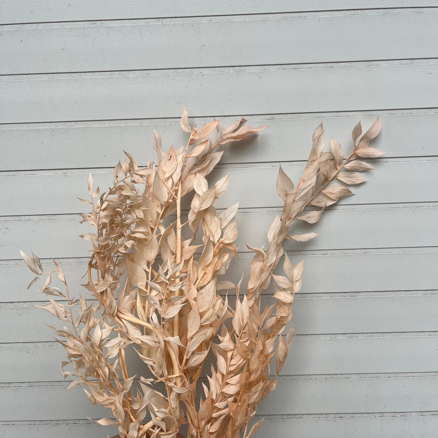 【台灣現貨】PL008富貴葉 樺木葉 永生花 原裝 葉材 葉材拍照道具 捧花 婚禮小物 居家佈置 拍照裝飾