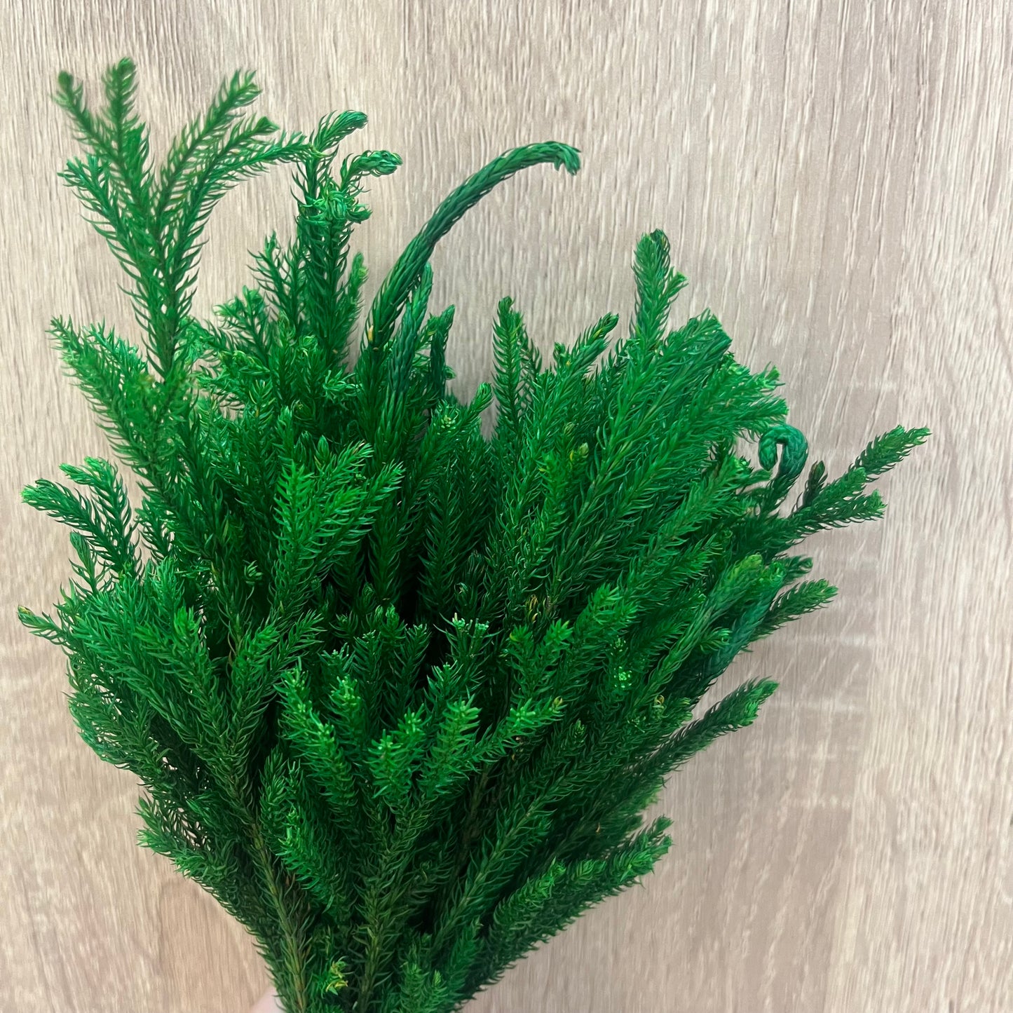 PL012/DL012過山龍柏 石松