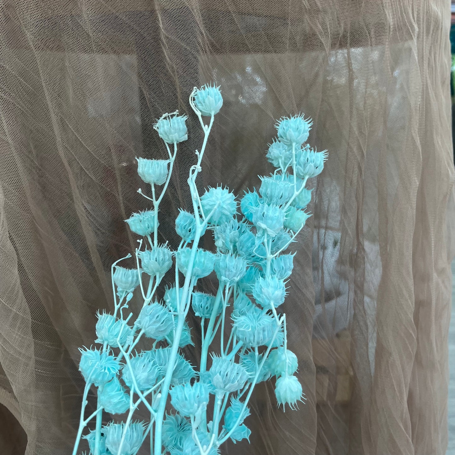 ✿ 台灣現貨 ✿ PA062 年輪果