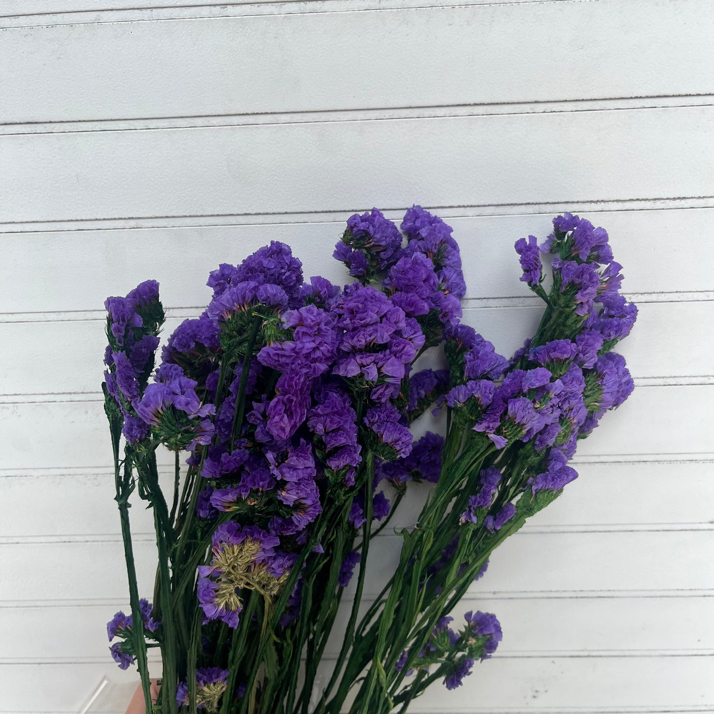 ✿ 台灣現貨 ✿ PF007 星辰花