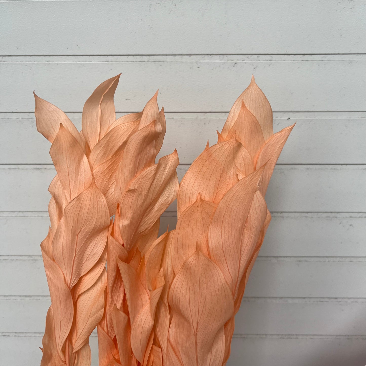 【台灣現貨】PL007-S小玉竹葉 玉竹葉 桔葉 永生 小份量 不凋花 網美拍照 捧花 葉材 花藝盆花 室內裝飾