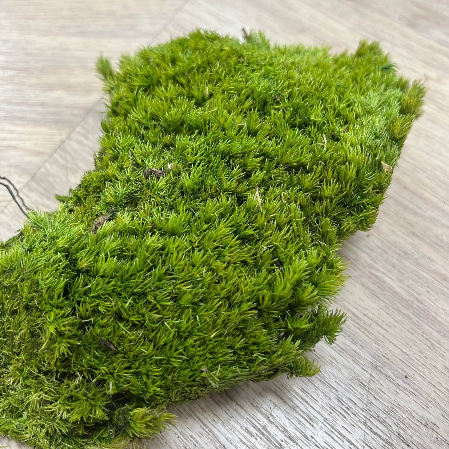 ✿ 台灣現貨 ✿ PF018A 白髮蘚 苔蘚 模型草地 原裝/盒