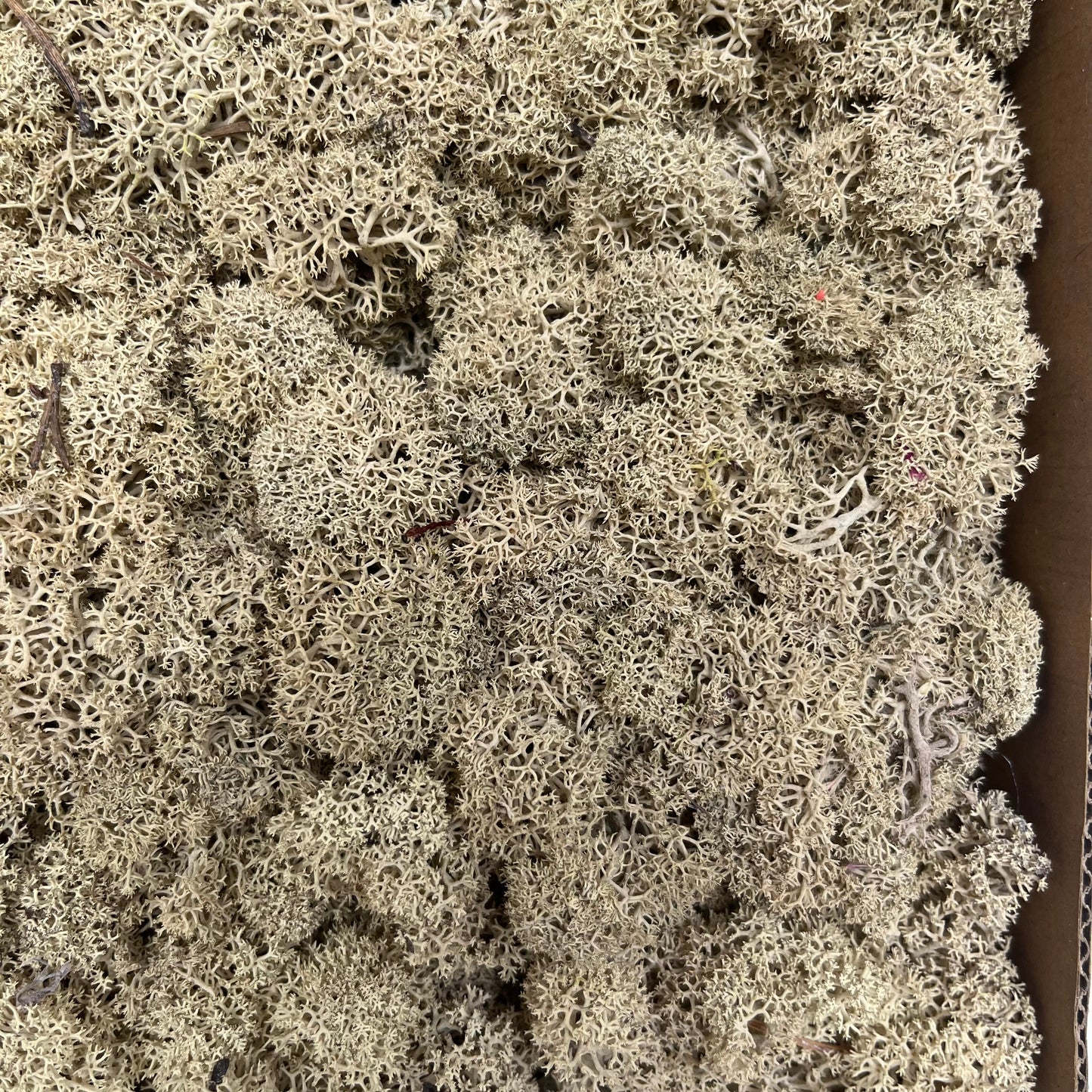 【台灣現貨】PF018-S 永生馴鹿苔 苔癬 水草 MOSS 經濟包/小份量 模型草地 聖誕節佈置 攝影道具 裝飾