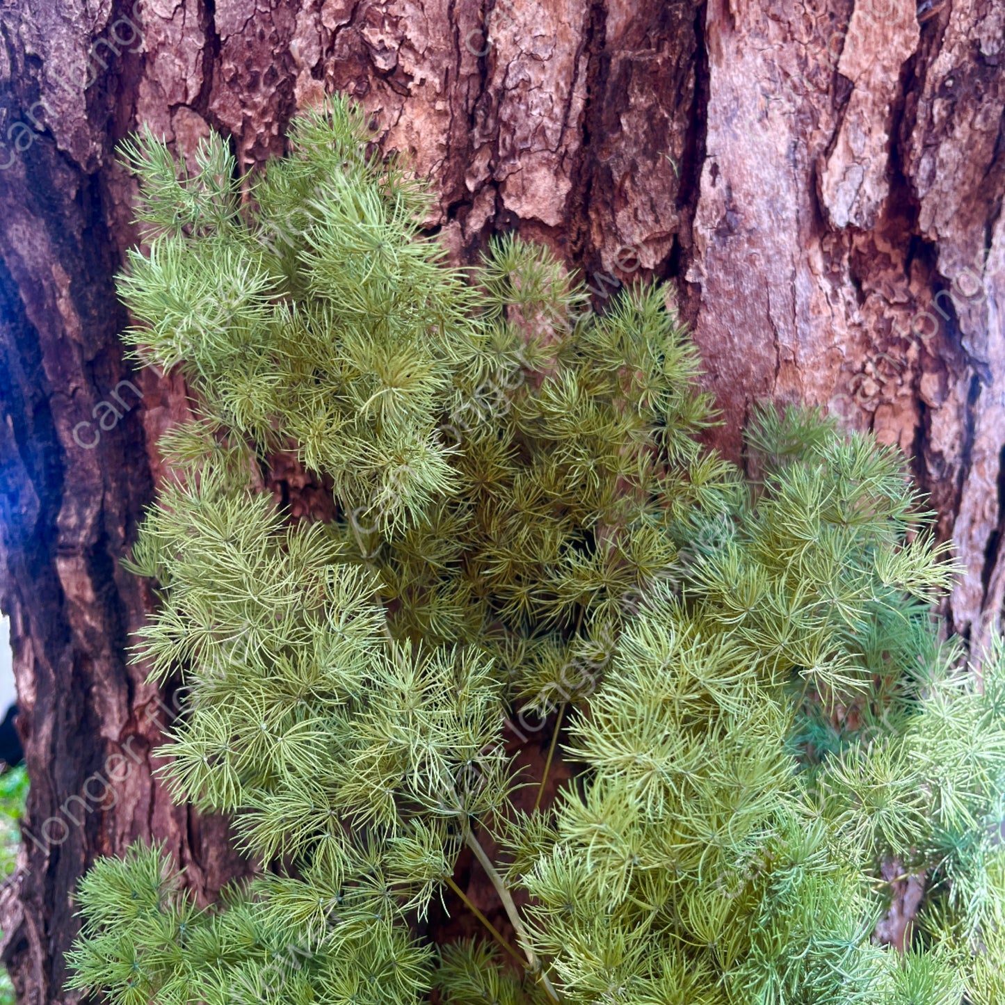 ✿ 台灣現貨 ✿ PF006-S 蓬萊松經濟包