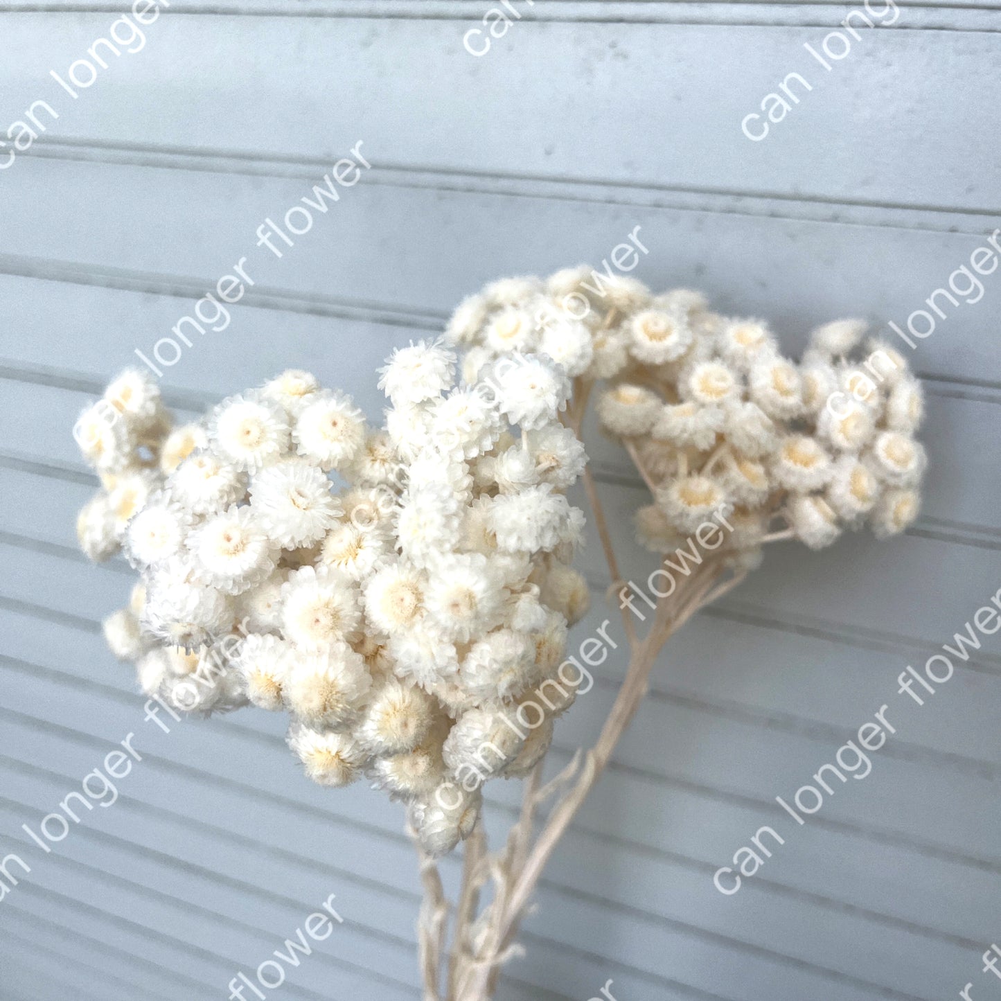 ✿ 台灣現貨 ✿ 32052 臘菊 日本大地農園