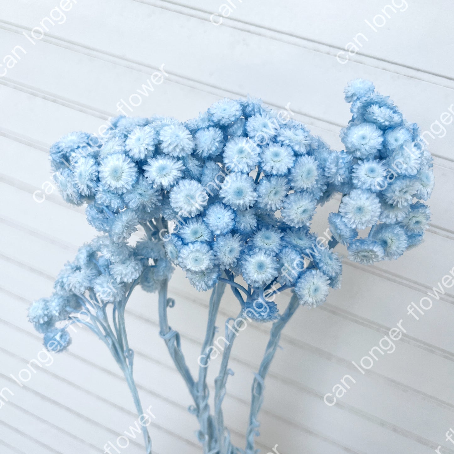 ✿ 台灣現貨 ✿ 32052 臘菊 日本大地農園